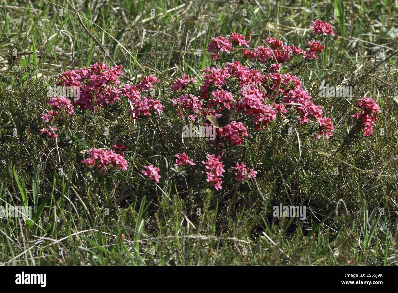 Rose daphne, Rasmarin daphne, Daphne cneorum Foto Stock