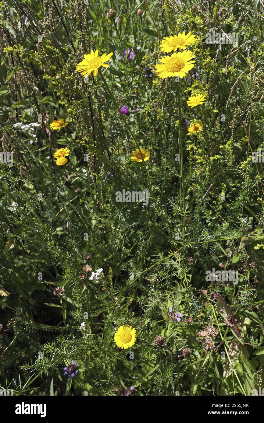 Camomilla di Dyer, Anthemis tinctoria, Golden Marguerite Foto Stock