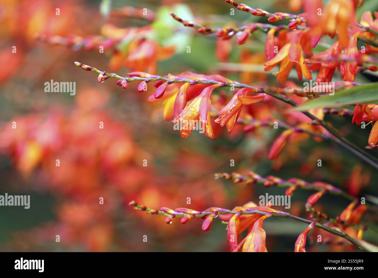 Panicle Montbretia, Crocosmia paniculata, zia Eliza Foto Stock
