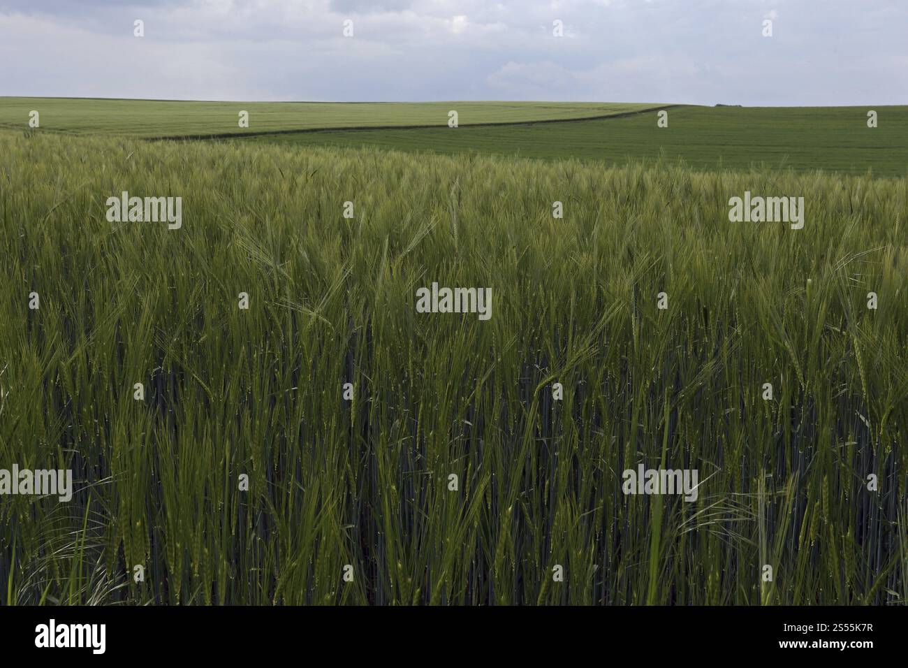 Paesaggio agricolo all'inizio dell'estate nell'Alb svevo Foto Stock