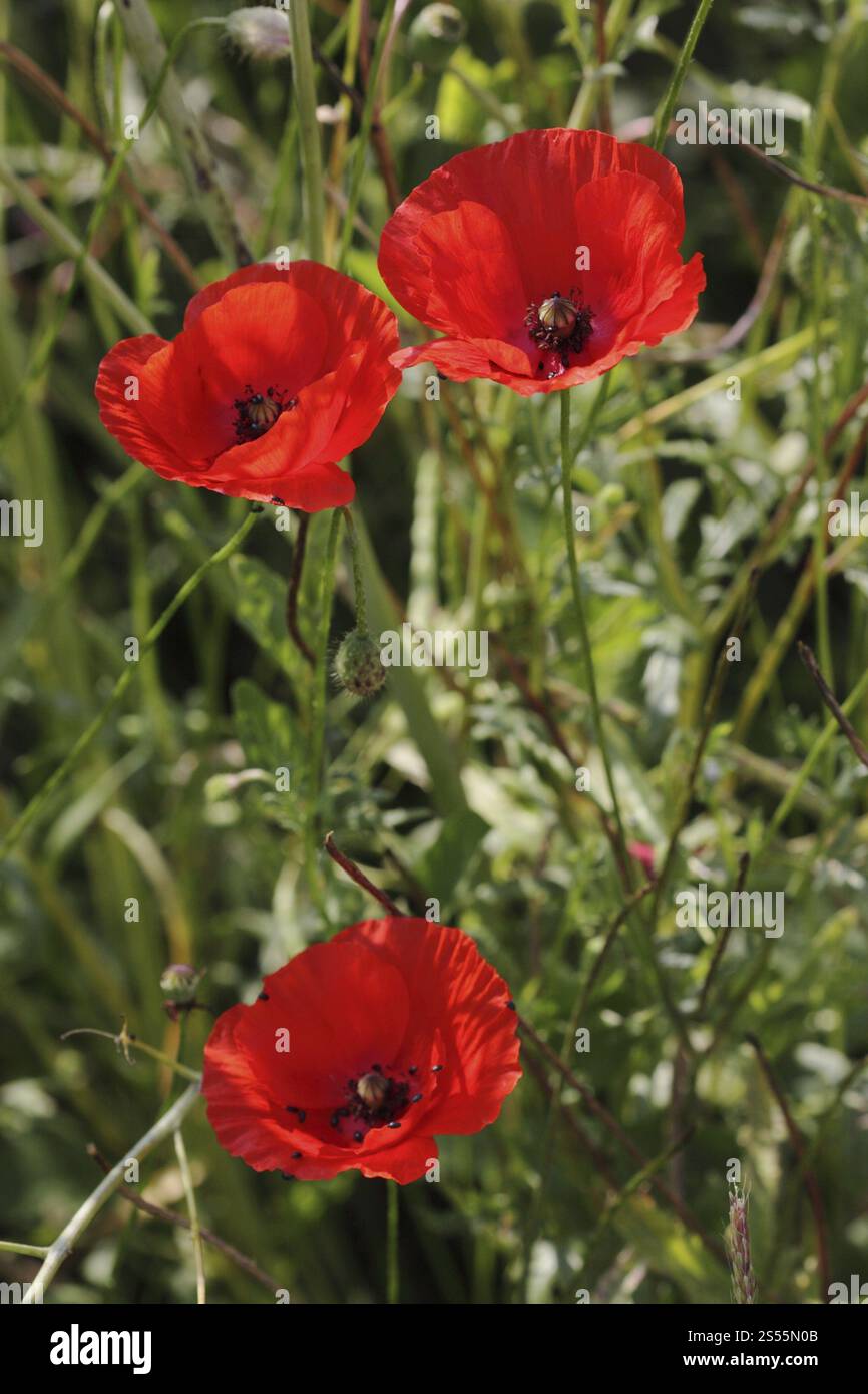 Corn Poppy, Papaver Rhoeas, Corn Poppy Foto Stock