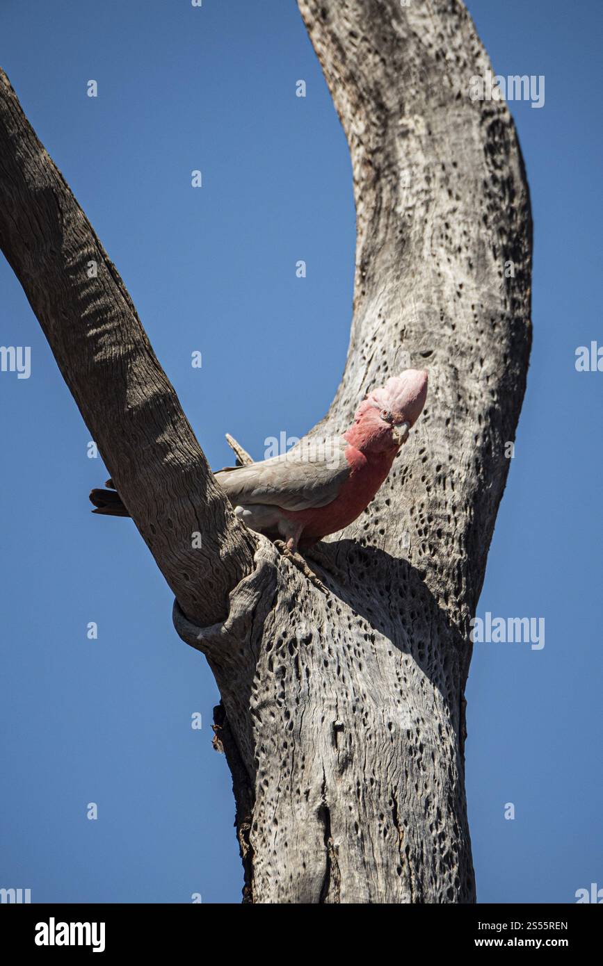 Galah o cockatoo rosa (Cacatua roseicapilla o Cacatua elophus), Australia Occidentale, Australia, Oceania Foto Stock