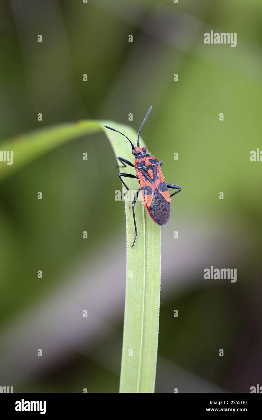 Corizus hyoscyami, cimice di cannella, cimice di Rhopalid Foto Stock