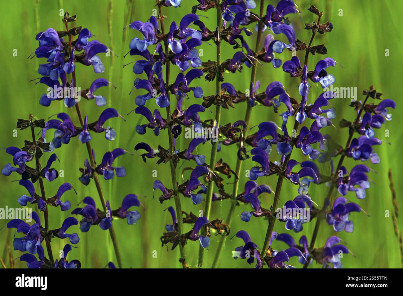 Salvia prato, Salvia pratensis, salvia prato Foto Stock