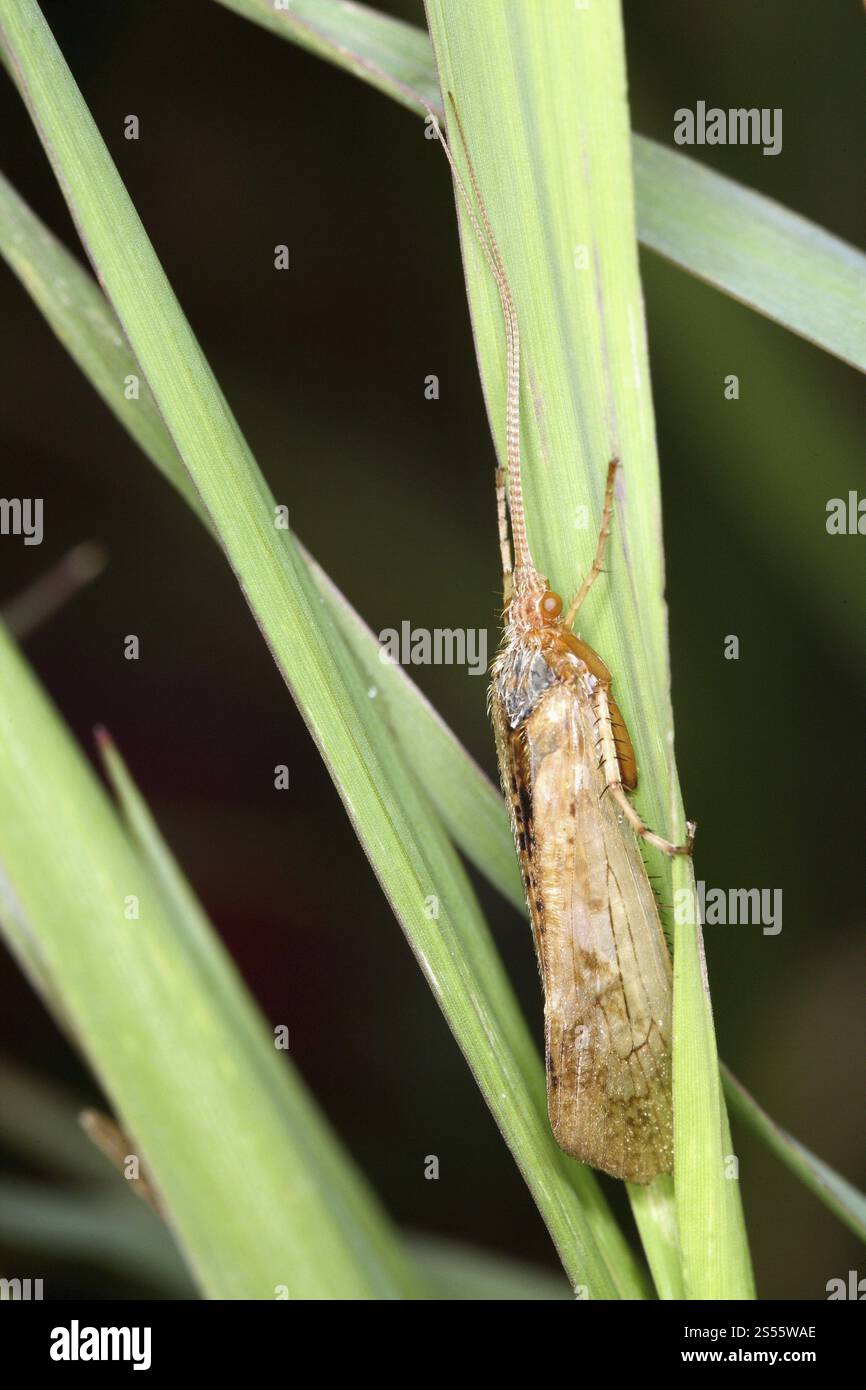 Caddisfly, Trichoptera, Sedge Fly Foto Stock