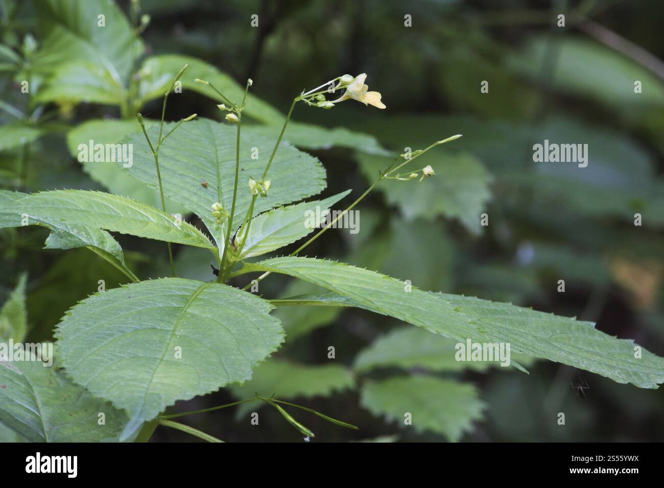 Piccolo fiore touch-me-not, Impatiens parviflora Foto Stock