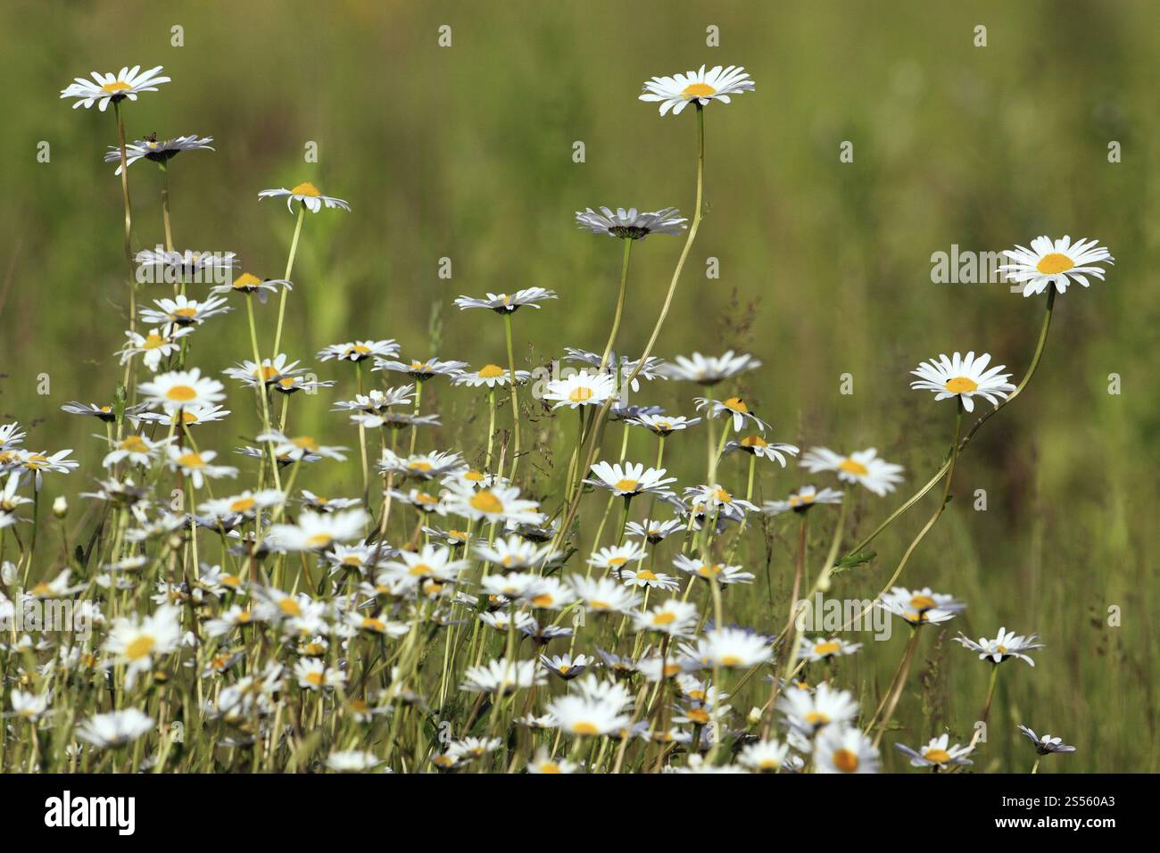 Meadow margarite, Leucanthemum vulgare Foto Stock