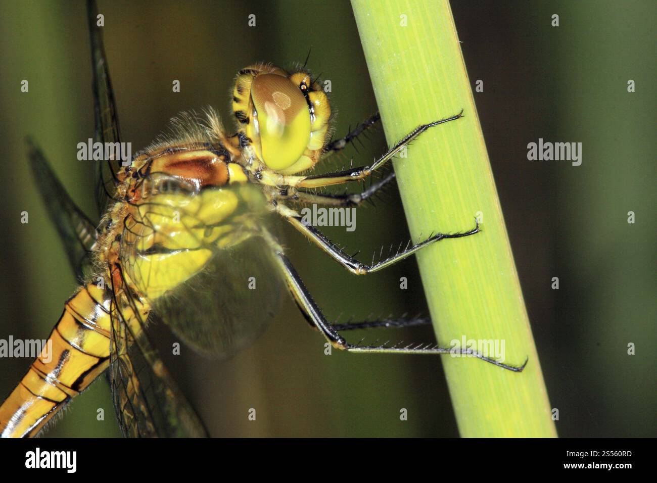 Giovane donna, non ancora completamente colorata. Donna immatura Foto Stock