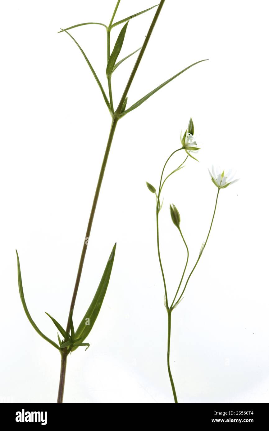 Stellaria graminea, erba Starwort, erba di pollo Foto Stock