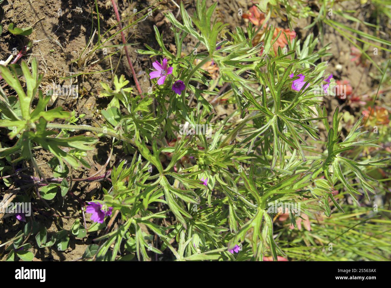 Geranium dissectum, Geranium dissectum, Cranesbill a taglio Foto Stock