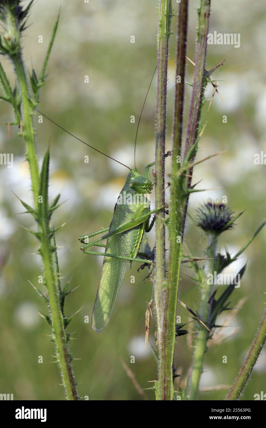 Grande macchia verde cricket, Tettigonia viridissima Foto Stock