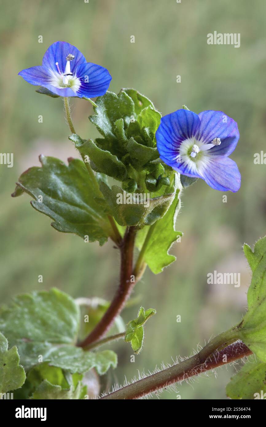 Veronica persica, Persian speedwell, Persian speedwell Foto Stock