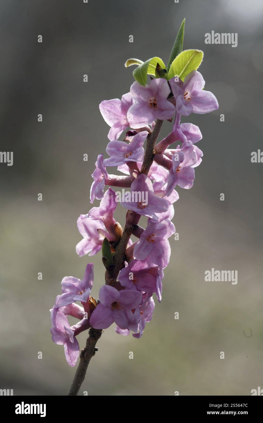 Daphne e Daphne mezereum Foto Stock