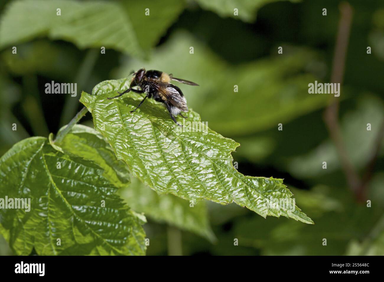 Bumblebee hoverfly con macchie di cuneo, Eristalis intricaria Foto Stock