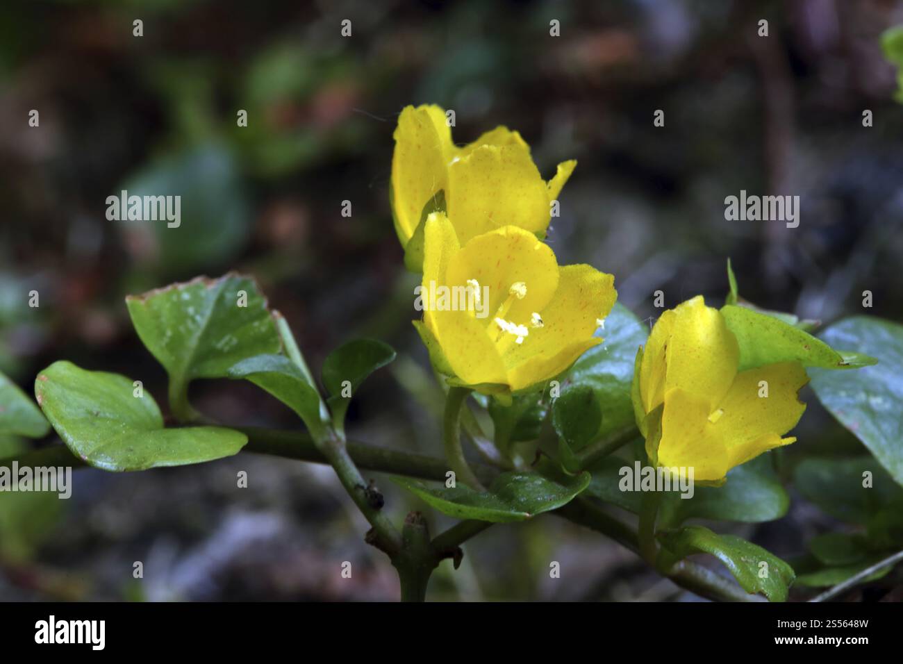 Lysimachia nummularia, Pennywort, Moneywort Foto Stock