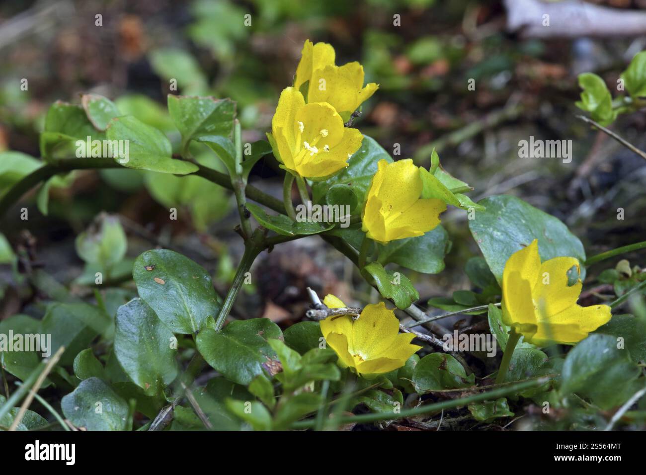 Lysimachia nummularia, Pennywort, Moneywort Foto Stock