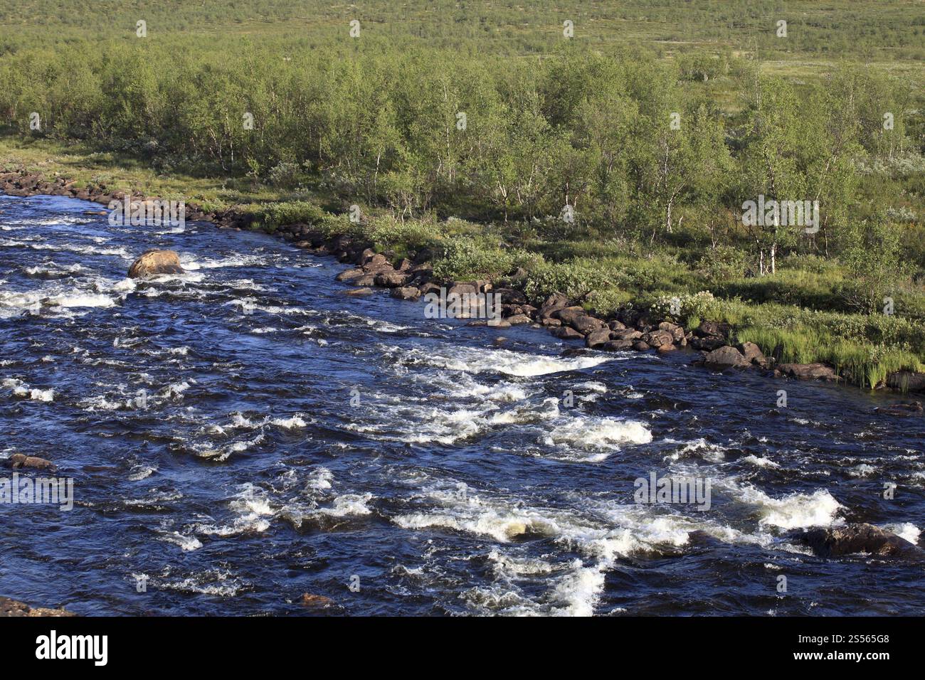 Fluss und Birkenwald in der Provinz Finnmark in Nordnorwegen Foto Stock