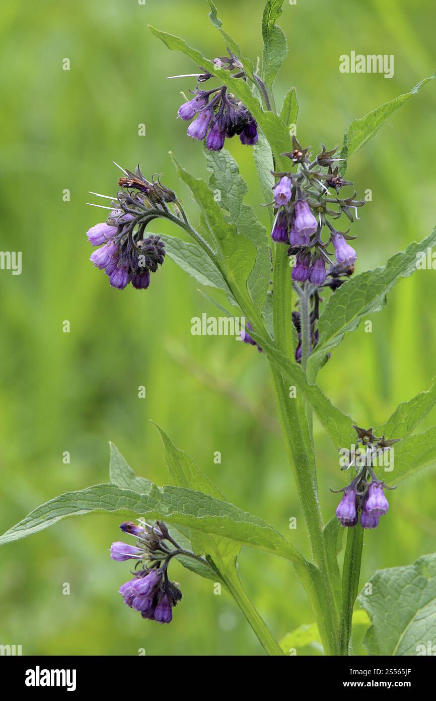 Comfrey comune, Symphytum officinale, Comfrey Foto Stock