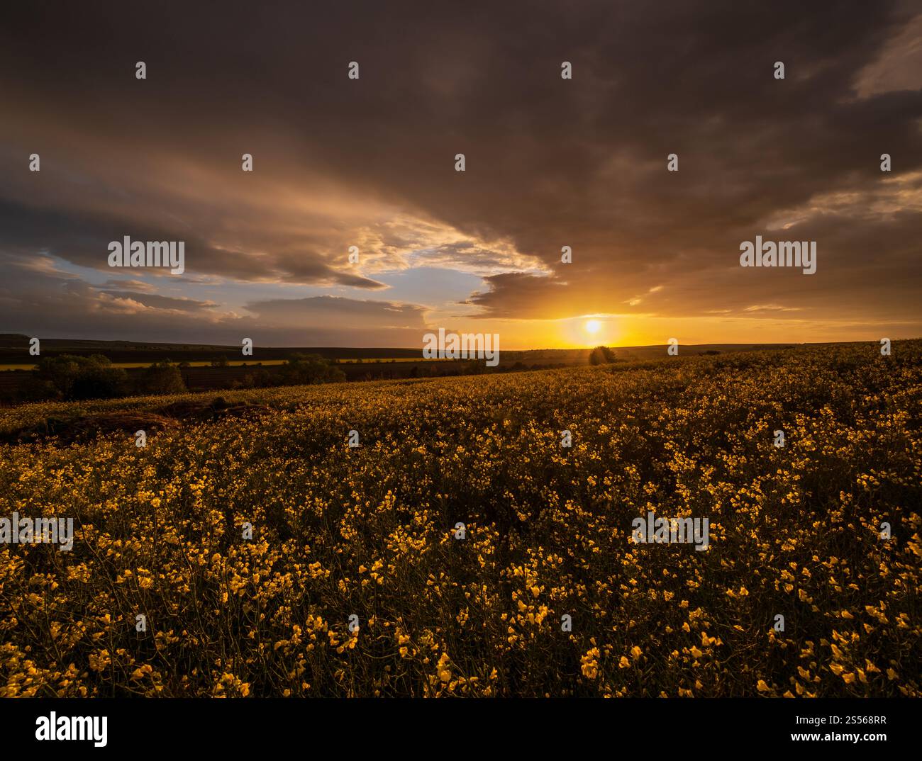Campi gialli di colza primaverile, cielo serale nuvoloso al tramonto, colline rurali. Stagione naturale, clima, bellezza della campagna e background Foto Stock