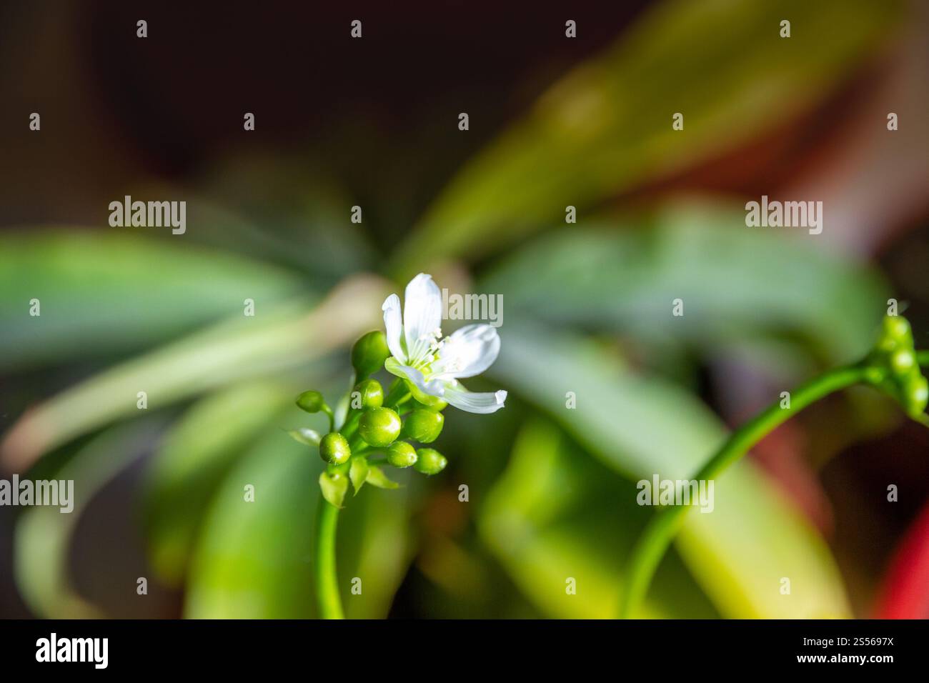 Venere flytrap fiore di pianta carnivora. Vista ravvicinata di Dionaea muscipula. Vista ravvicinata del fiore della pianta carnivora di Venere flytrap Foto Stock
