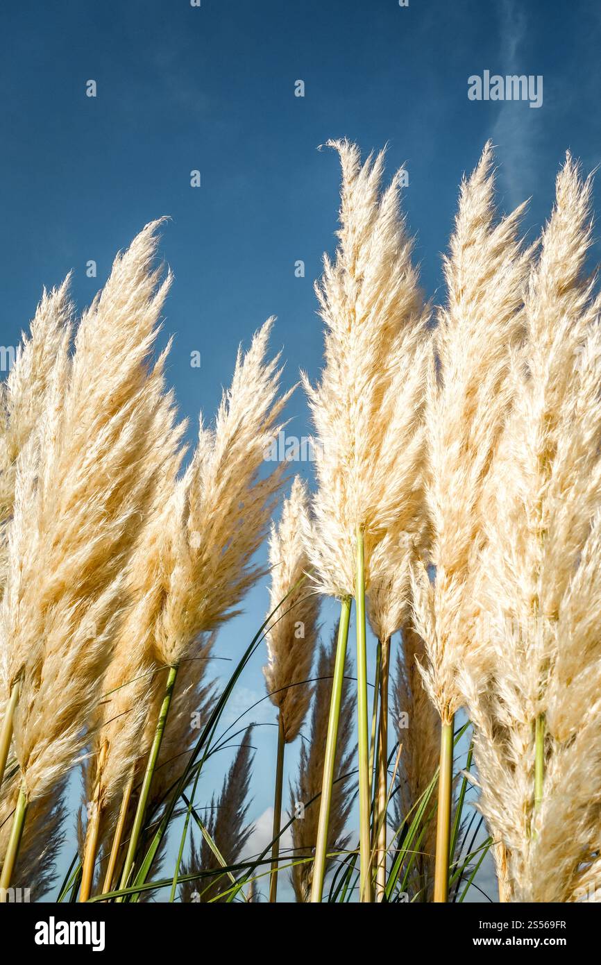 Erba di pampas - Cortaderia selloana - su sfondo blu cielo. erba di pampas su sfondo blu Foto Stock