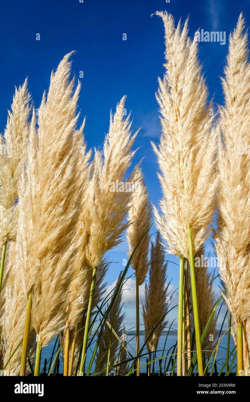 Erba di pampas - Cortaderia selloana - su sfondo blu cielo. erba di pampas su sfondo blu Foto Stock