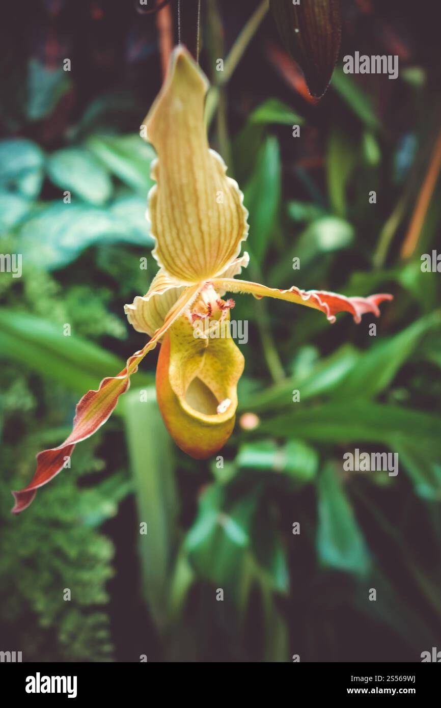 Vista ravvicinata di un'orchidea phragmipedium grande. Orchidea, phragmipedium grande, vista ravvicinata Foto Stock