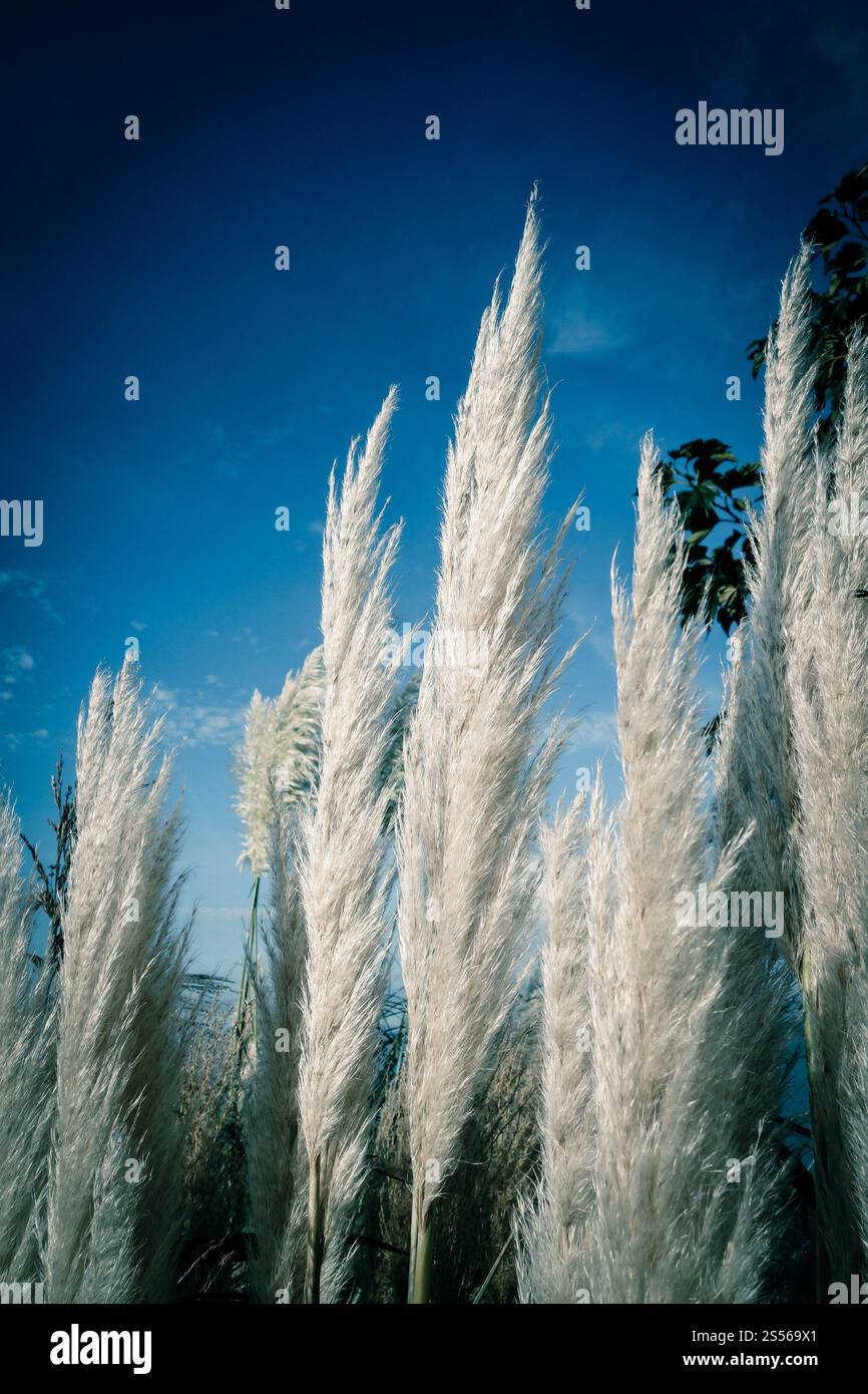 Erba di pampas - Cortaderia selloana - su sfondo blu cielo. erba di pampas su sfondo blu Foto Stock