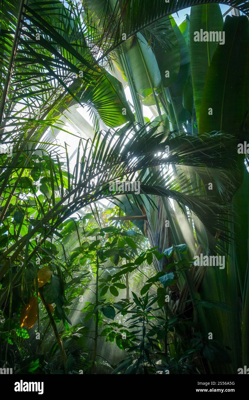 Raggio di luce in una foresta pluviale della giungla. Sfondo tropicale. Sfondo della foresta pluviale della giungla Foto Stock