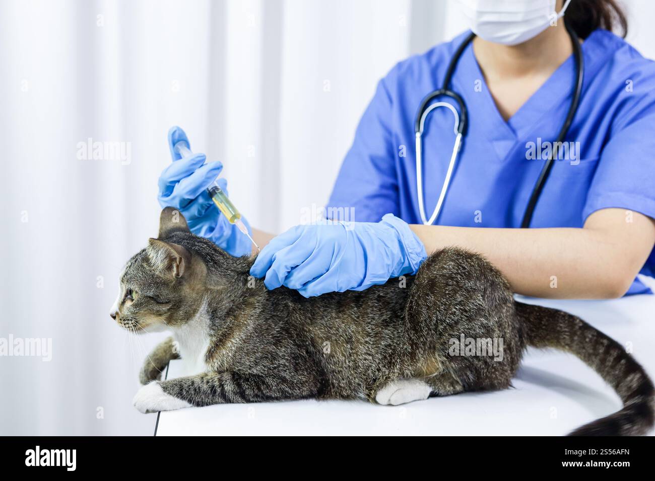 Gatto sul tavolo di esame della clinica veterinaria. Assistenza veterinaria. Vet medico e gatto Foto Stock