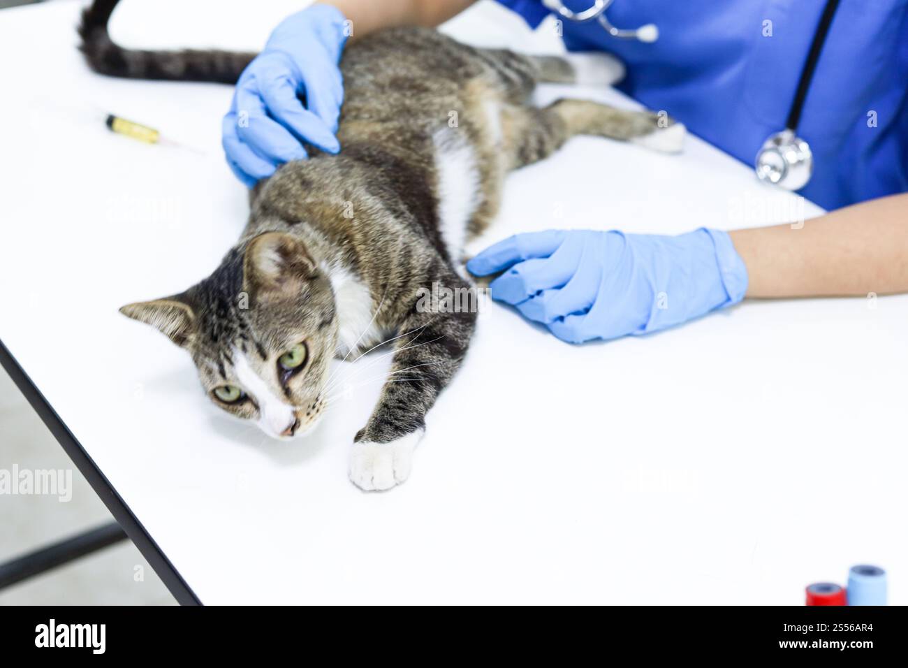 Gatto sul tavolo di esame della clinica veterinaria. Assistenza veterinaria. Vet medico e gatto Foto Stock