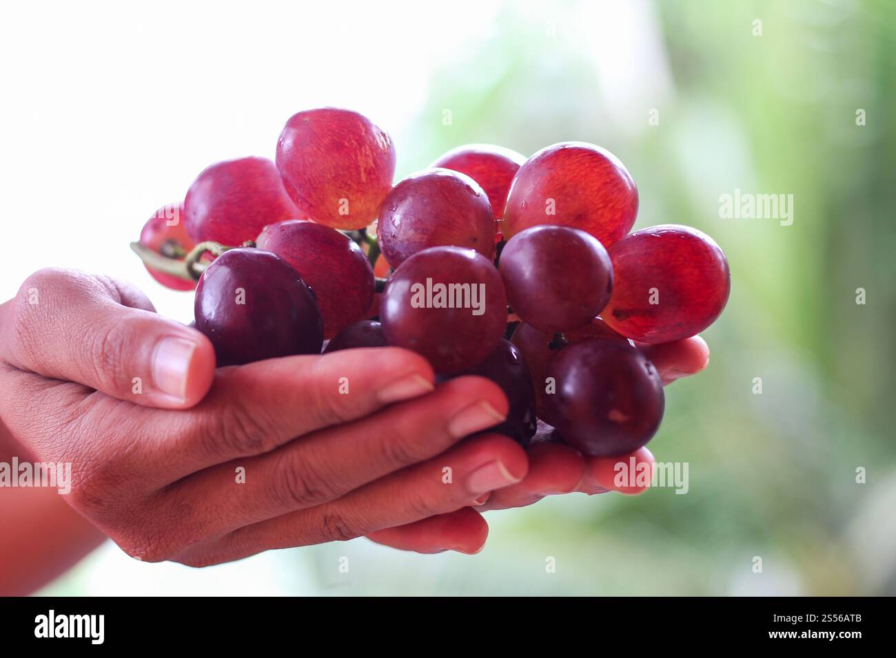Raccolto di uva rossa fresca trattenuta da un coltivatore a mano Foto Stock