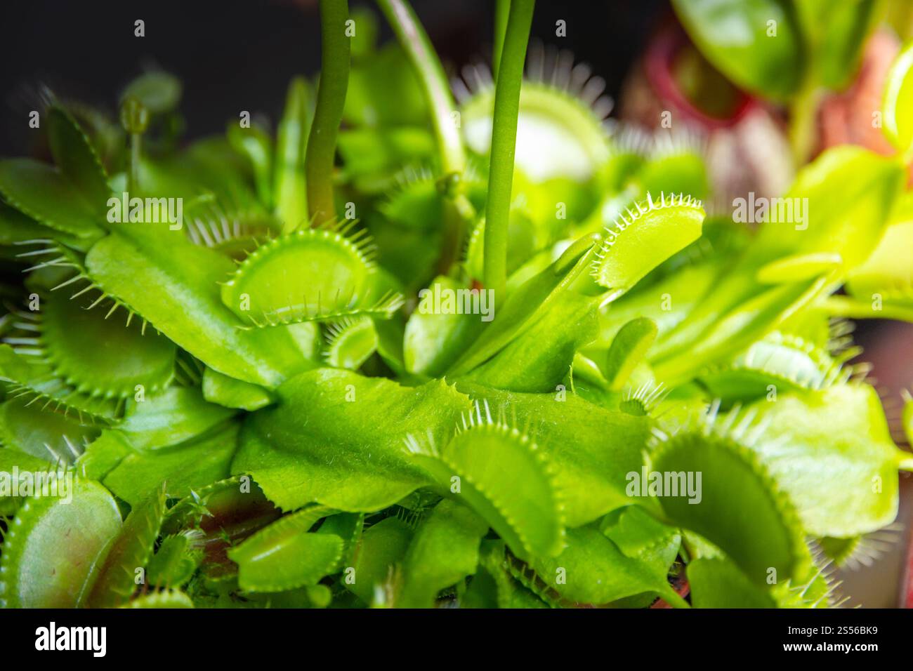 Venere flytrap pianta carnivora. Vista ravvicinata di Dionaea Muscipula. Vista ravvicinata della pianta carnivora di Venere flytrap Foto Stock
