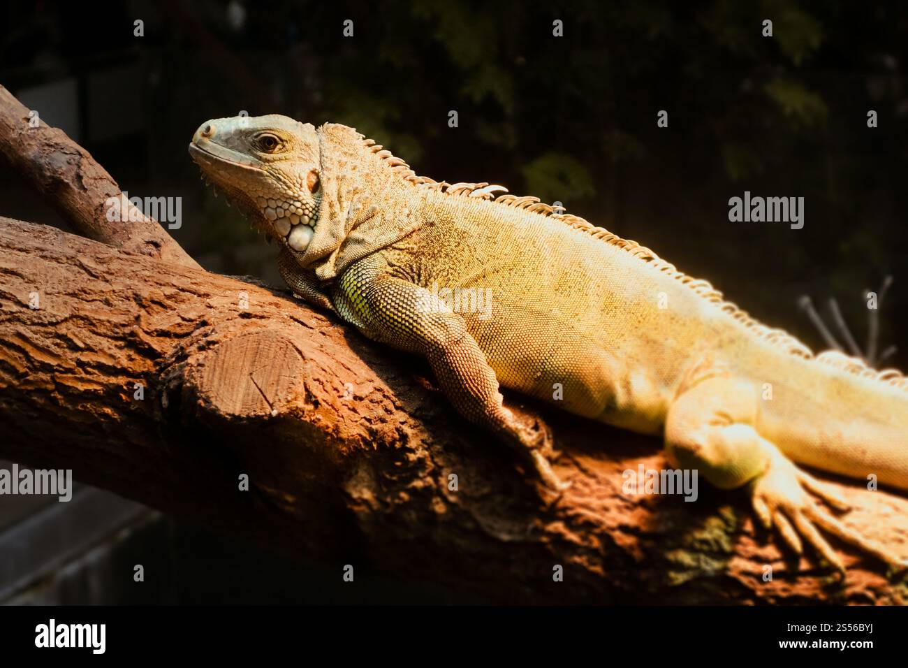 Iguana verde su un tronco di albero nella foresta tropicale. Iguana verde nella foresta tropicale Foto Stock