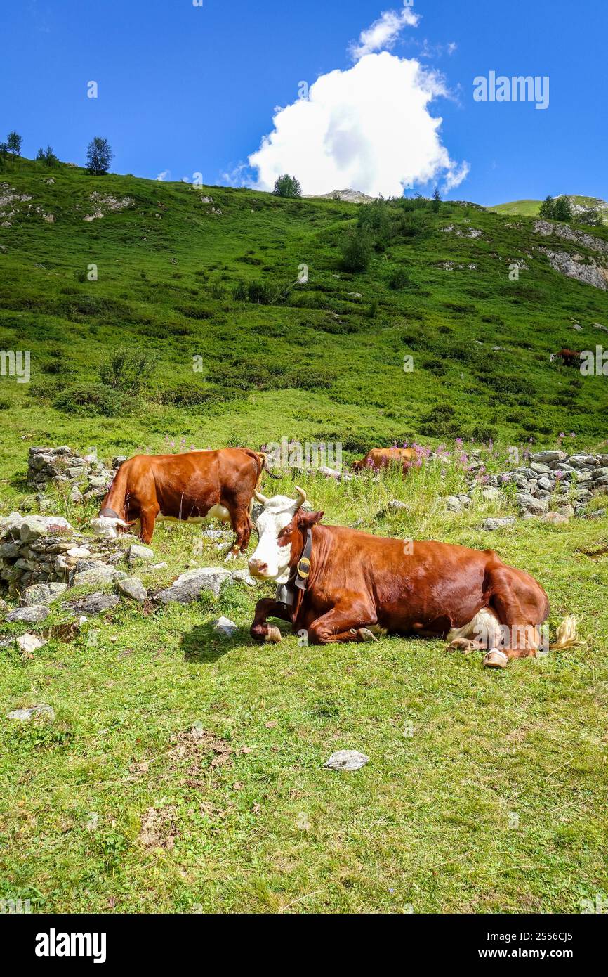 Mucche in pascoli alpini, Pralognan la Vanoise, Alpi francesi Foto Stock
