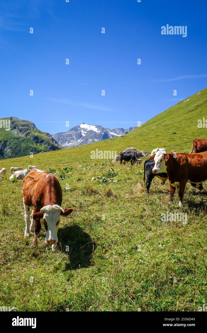 Mucche in pascoli alpini, Pralognan la Vanoise, Alpi francesi Foto Stock