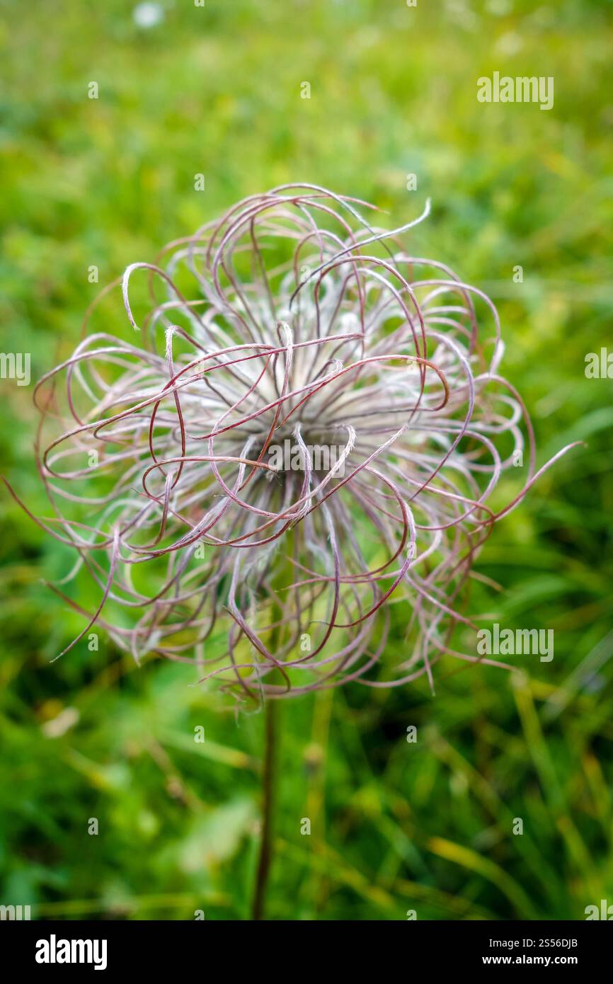 Anemone alpino, Pulsatilla Alpina nel Parco nazionale della Vanoise, Savoia, Francia. Anemone alpino, Pulsatilla Alpina nel Parco nazionale della Vanoise, Francia Foto Stock