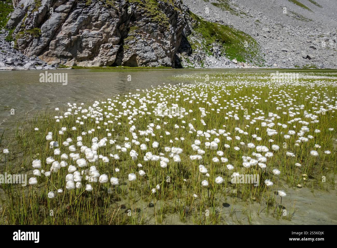Alpino Linaigrette fiore sul lago di vacca, Parco Nazionale della Vanoise, Francia Foto Stock