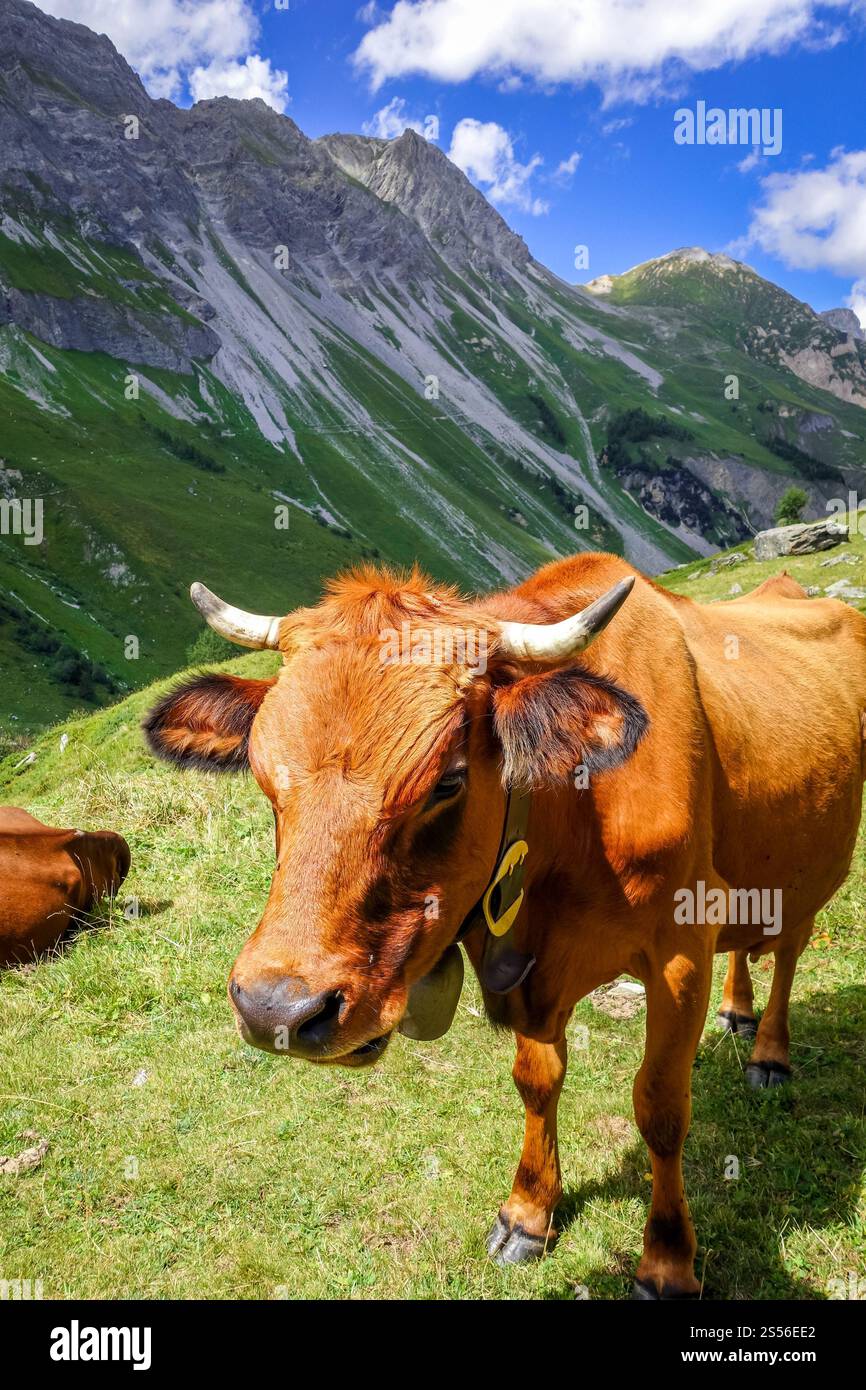 Mucche in pascoli alpini, Pralognan la Vanoise, Alpi francesi Foto Stock