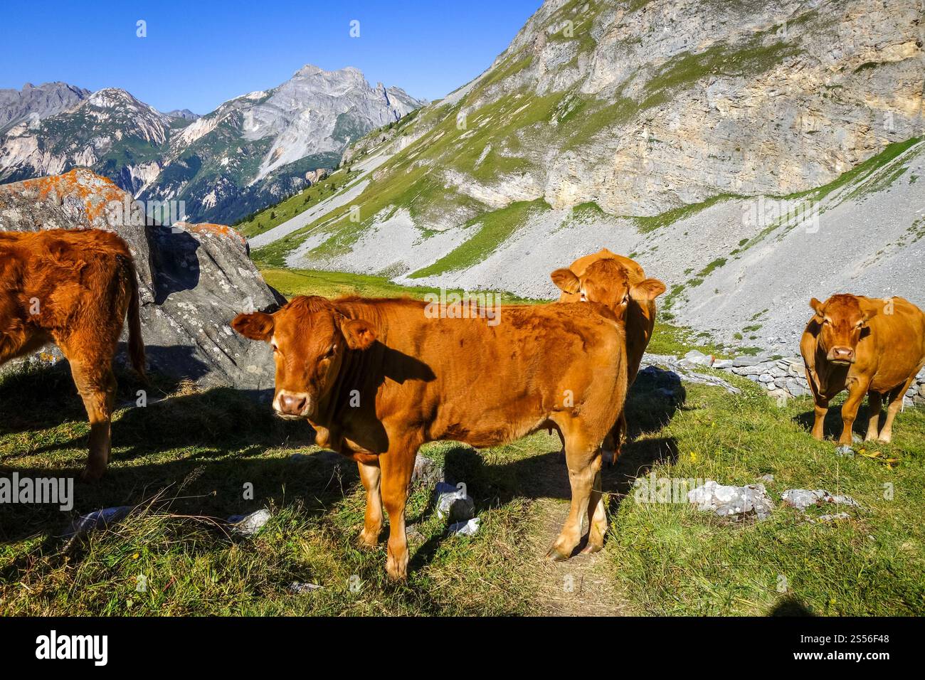Mucche in pascoli alpini, Pralognan la Vanoise, Alpi francesi Foto Stock