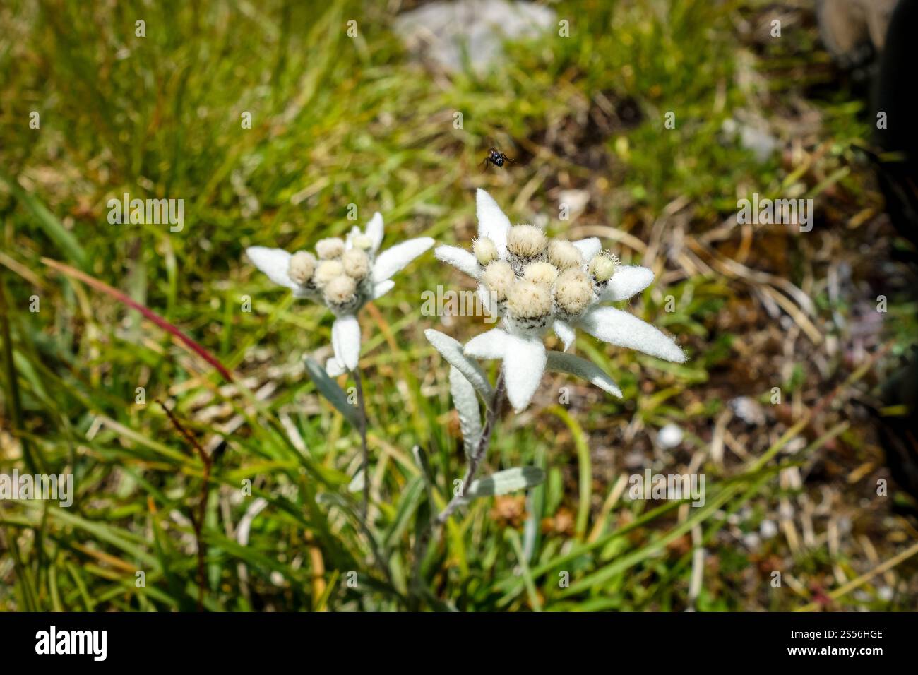 Vista ravvicinata dei fiori della stella alpina nel Parco nazionale della Vanoise, Francia. Fiori della stella alpina nel Parco nazionale della Vanoise, Francia Foto Stock