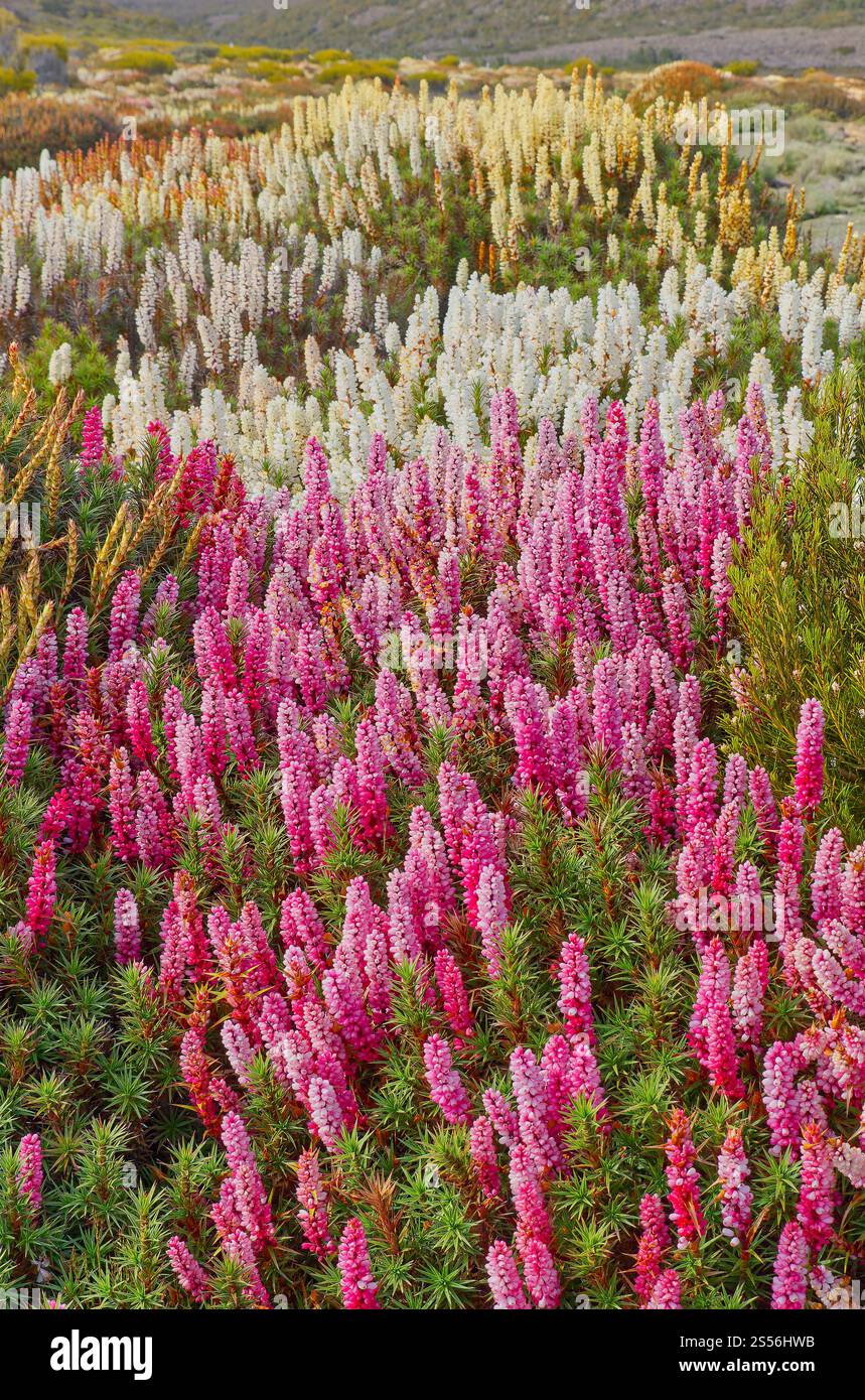 Richea scoparia rosa, bianco, arancione, fiori rossi fioriscono nei tappeti nella Tasmania alpina, Pine Lake, Australia Foto Stock
