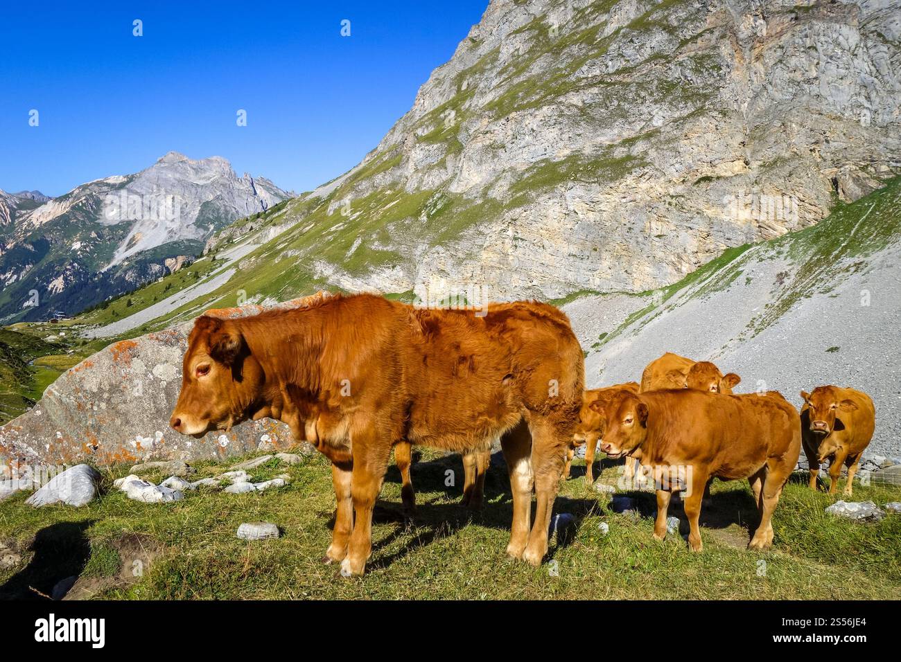 Mucche in pascoli alpini, Pralognan la Vanoise, Alpi francesi Foto Stock