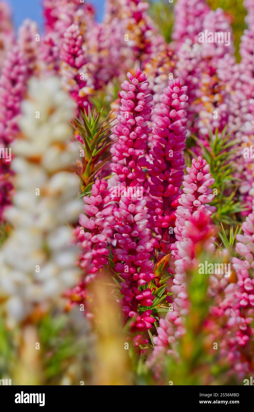 Richea scoparia rosa, bianco, arancione, fiori rossi fioriscono nei tappeti nella Tasmania alpina, Pine Lake, Australia Foto Stock