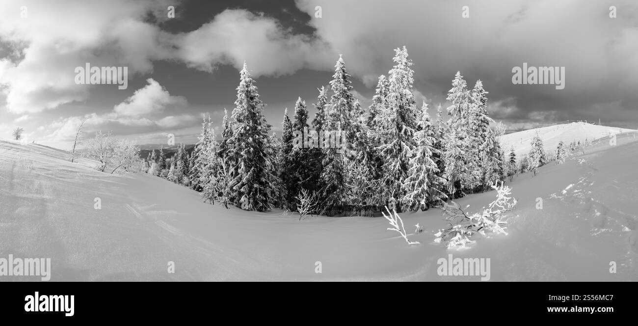 Scala di grigi. Tranquillo paesaggio montano invernale con splendidi alberi ghiacciati e neve sulle piste (Carpazi, Ucraina). Alta risoluzione Foto Stock