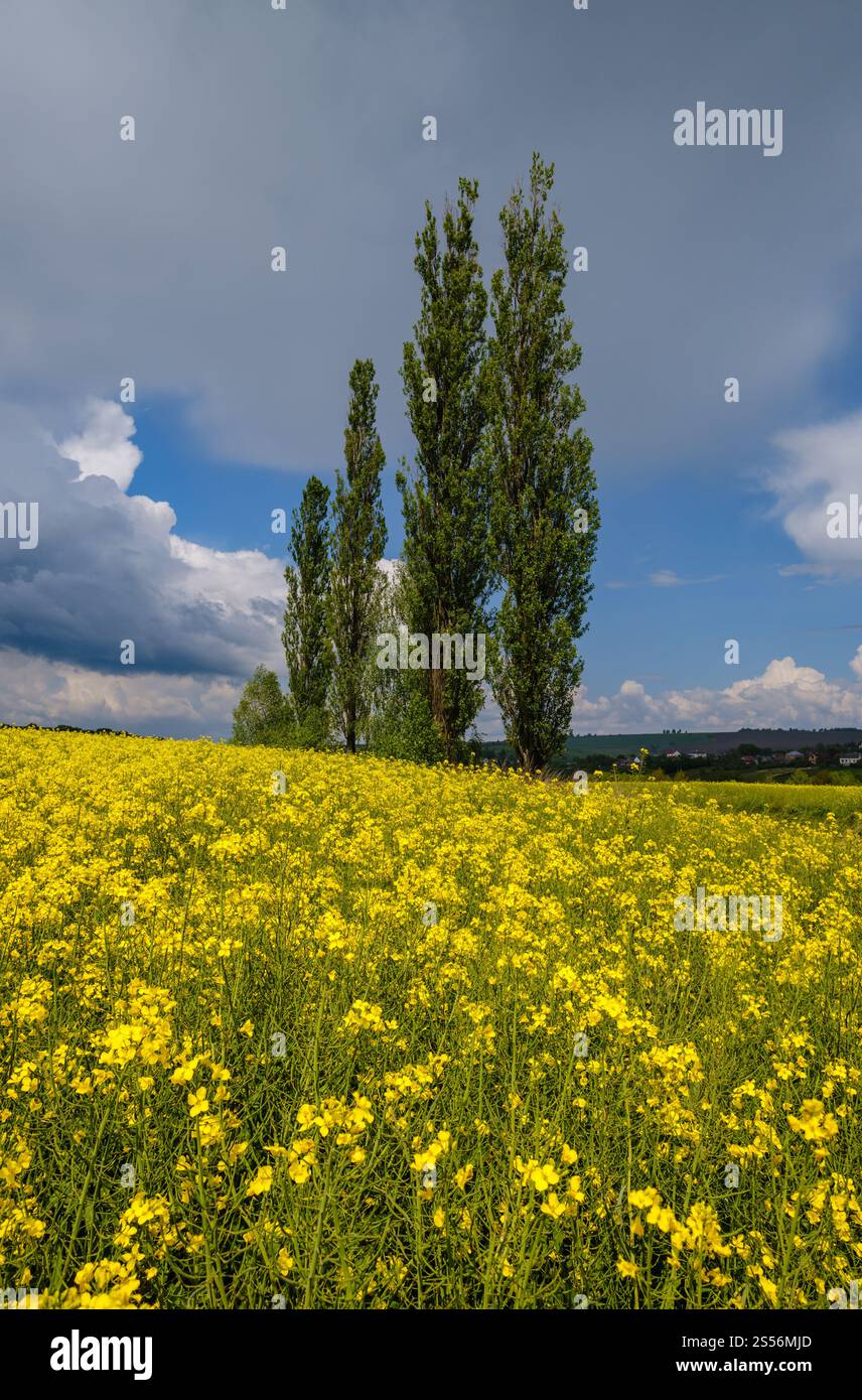 Alti pioppi si raggruppano in primavera con vista sui campi in fiore gialli di colza, cielo blu con nuvole alla luce del sole. Stagione naturale, bel tempo, clima, Foto Stock Alti pioppi si raggruppano in primavera con vista sui campi in fiore gialli di colza, cielo blu con nuvole alla luce del sole. Stagione naturale, bel tempo, clima, Foto Stock