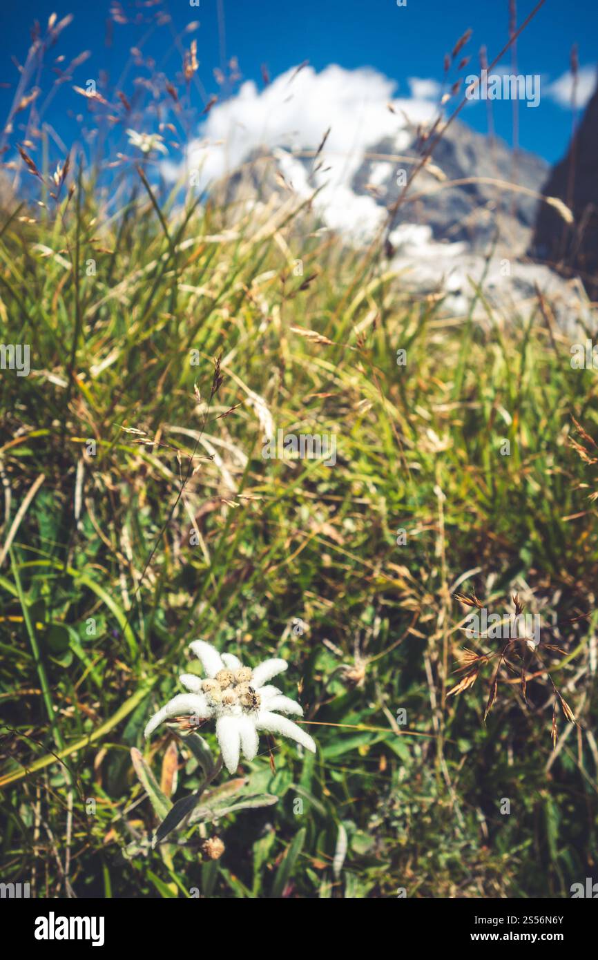 Vista ravvicinata dei fiori della stella alpina nel Parco nazionale della Vanoise, Francia. Fiori della stella alpina nel Parco nazionale della Vanoise, Francia Foto Stock