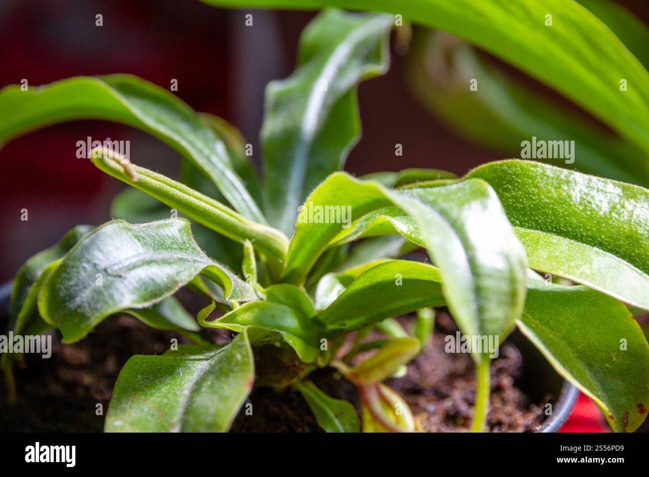 Pianta carnivora di Nepenthes. Vista ravvicinata dello sfondo. Vista ravvicinata della pianta carnivora di Nepenthes Foto Stock