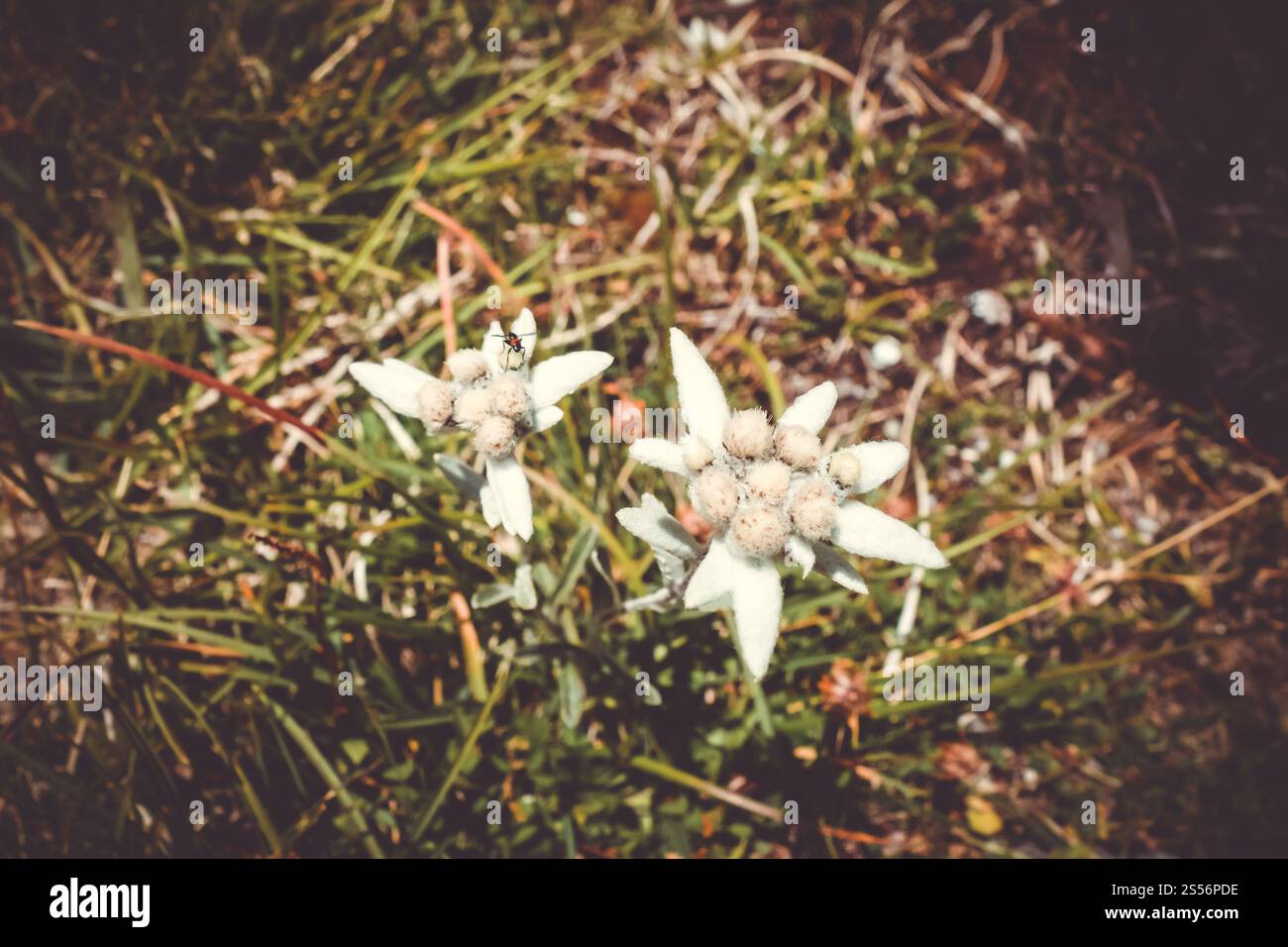 Vista ravvicinata dei fiori della stella alpina nel Parco nazionale della Vanoise, Francia. Fiori della stella alpina nel Parco nazionale della Vanoise, Francia Foto Stock