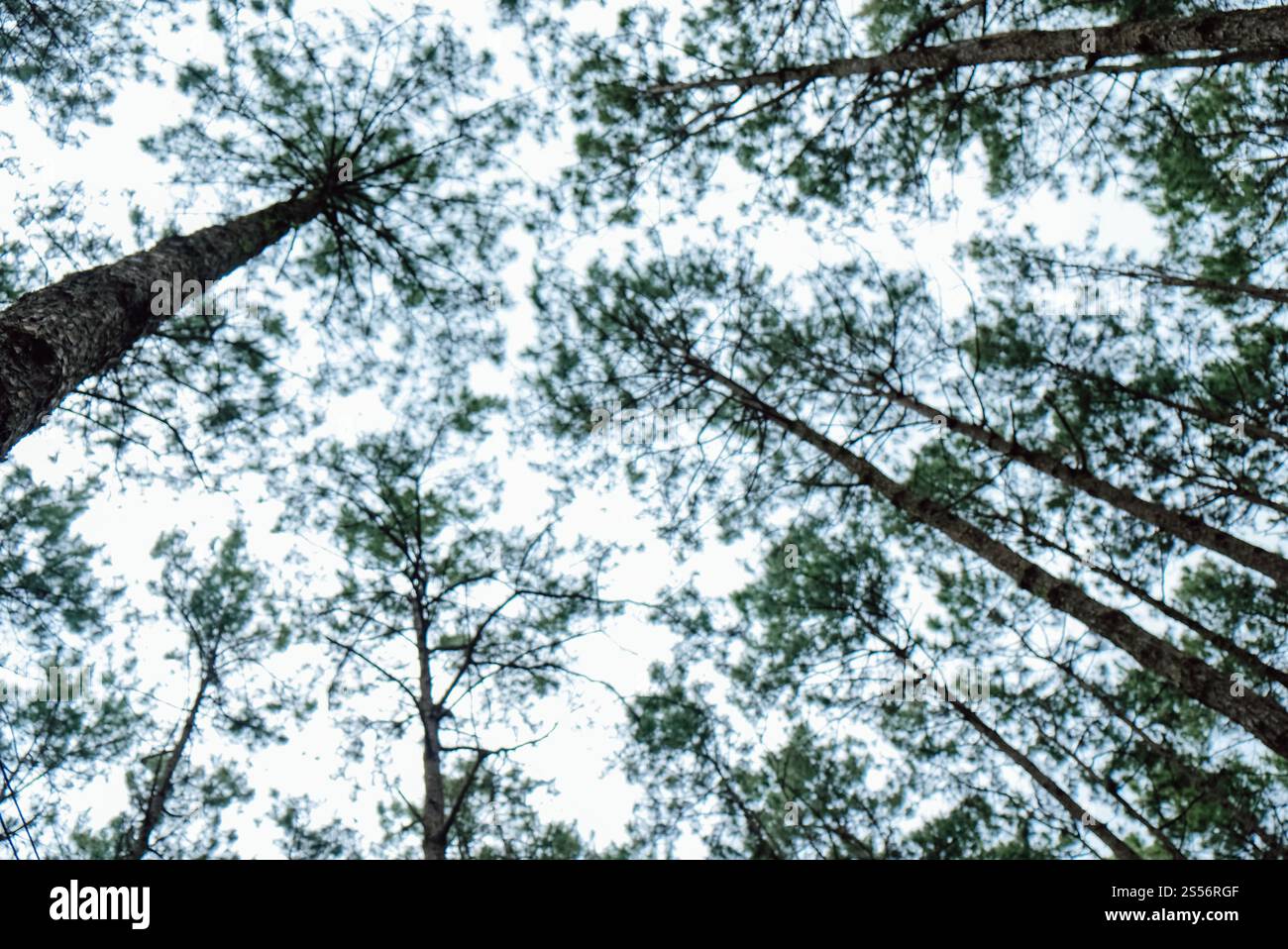 Vista dal basso di alti alberi secolari nella foresta sempreverde del Parco naturale dei pini Foto Stock